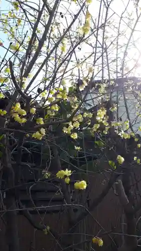 前玉神社の自然