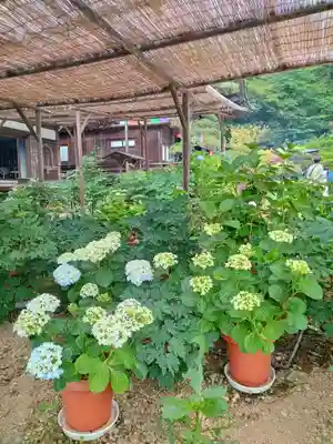 岡寺(龍蓋寺)(奈良県)