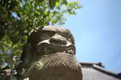 橘神社の狛犬