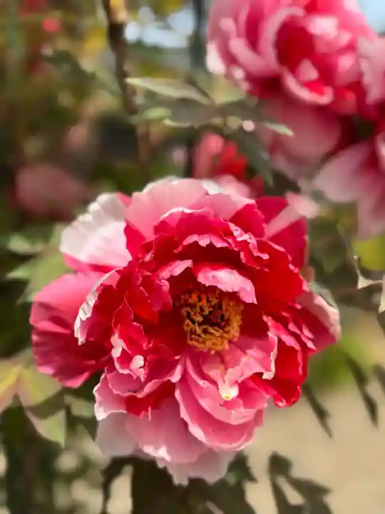 金蛇水神社の{uncategorized: "未分類", other: "その他", undefined: "問題あり", building: "その他建物", grave: "お墓", sacred_gate: "鳥居", guardian: "狛犬", statue: "像", buddha: "仏像", history: "歴史", nature: "自然", garden: "庭園", animal: "動物", pagoda: "塔", temizu: "手水舎", mountain_gate: "山門・神門", sanctuary: "本殿・本堂", subordinate: "末社・摂社", art: "芸術", scenery: "景色", jizo: "地蔵", ema: "絵馬", goshuin: "御朱印", omikuji: "おみくじ", items: "授与品その他", amulet: "お守り", goshuincho: "御朱印帳", eats: "食事", festival: "お祭り", votive_dance: "神楽", shichigosan: "七五三参", wedding: "結婚式", experience: "体験その他", initially: "初詣", around: "周辺", anti_infection: "感染症対策"}