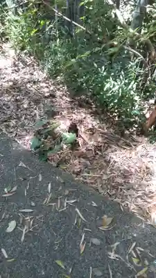 八幡鶴市神社の自然