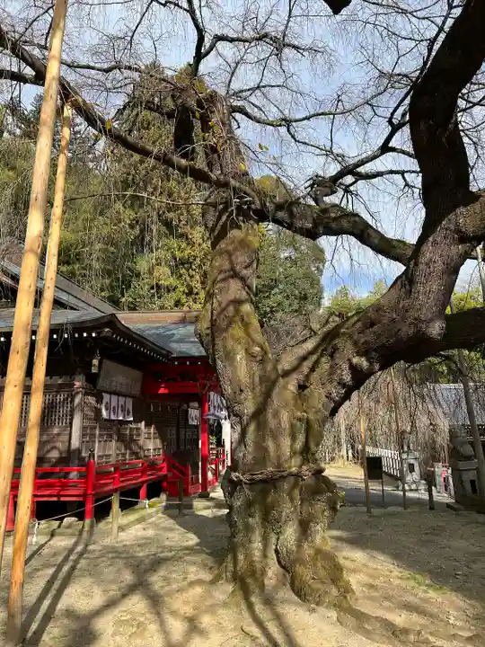 小川諏訪神社の自然