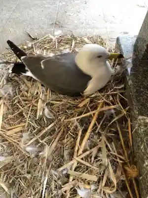 蕪嶋神社(青森県)