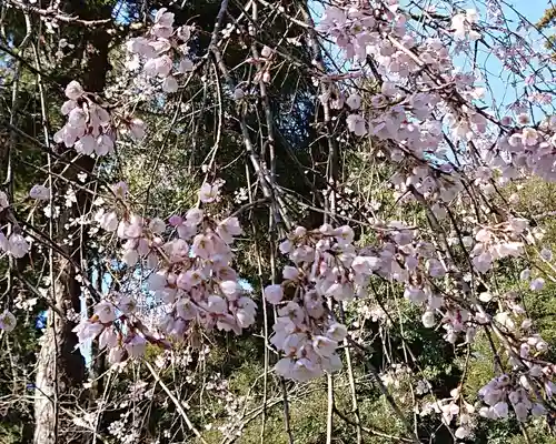 間々田八幡宮の自然