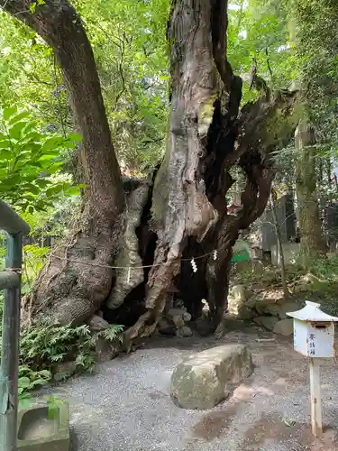 來宮神社の自然