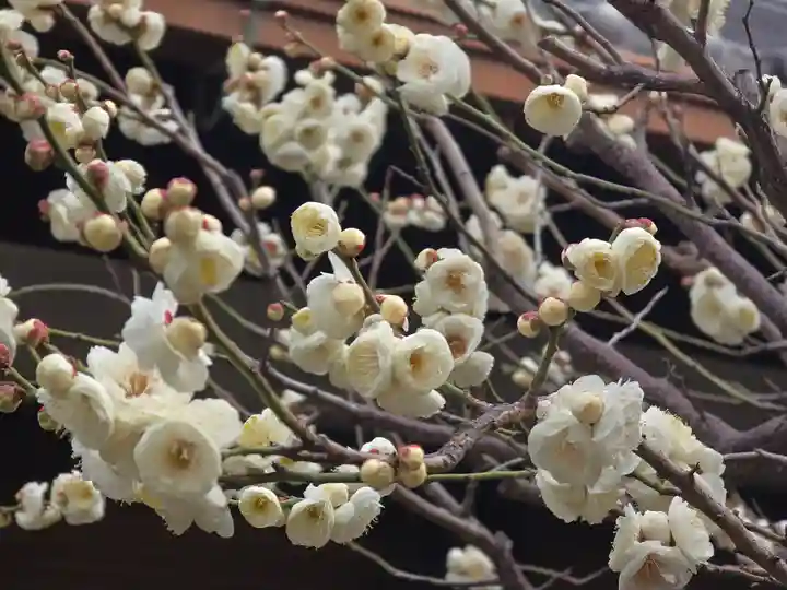 妙法寺(大阪府)