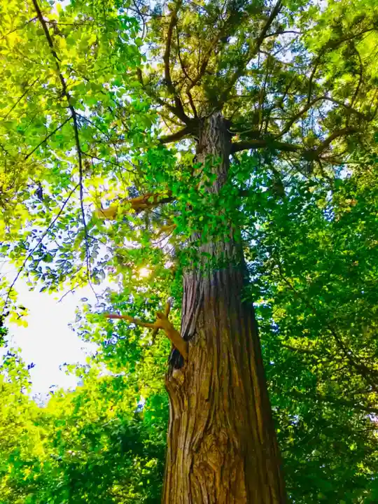 岡見八坂神社の自然
