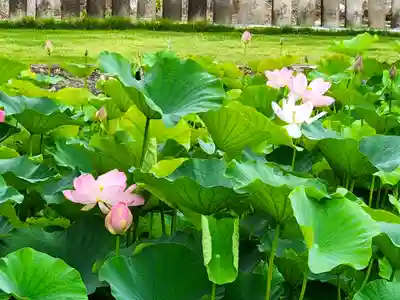 姫路船場別院本徳寺の自然