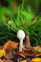 浄土寺(兵庫県)