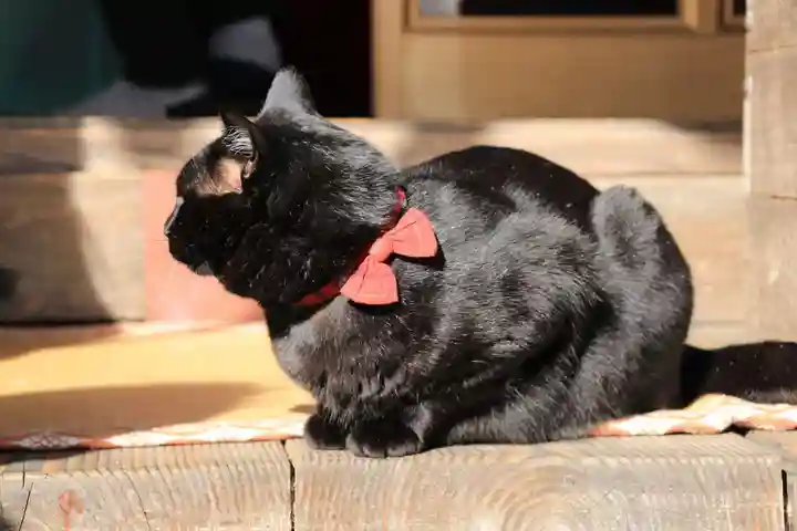 高司神社〜むすびの神の鎮まる社〜の動物