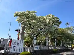 手力雄神社(岐阜県)(2023年04月23日(日) 15時41分56秒投稿)