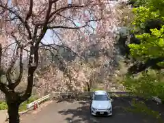 坂本八幡神社の自然