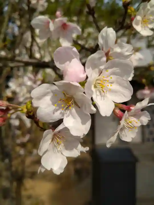 阿智神社の自然