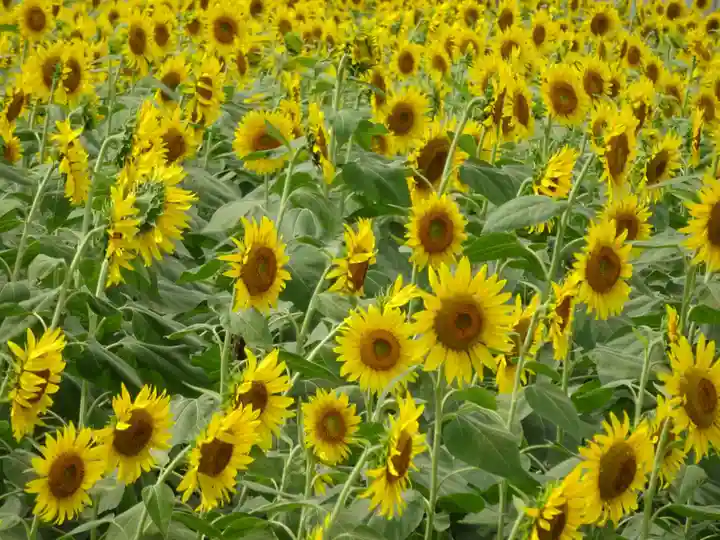 武州柿生琴平神社の周辺