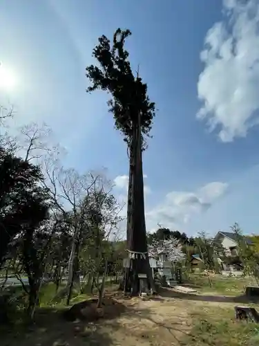 鶴峯八幡宮の自然
