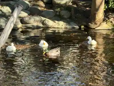 鶴峯山稲荷社（平塚八幡宮境内社）の{uncategorized: "未分類", other: "その他", undefined: "問題あり", building: "その他建物", grave: "お墓", sacred_gate: "鳥居", guardian: "狛犬", statue: "像", buddha: "仏像", history: "歴史", nature: "自然", garden: "庭園", animal: "動物", pagoda: "塔", temizu: "手水舎", mountain_gate: "山門・神門", sanctuary: "本殿・本堂", subordinate: "末社・摂社", art: "芸術", scenery: "景色", jizo: "地蔵", ema: "絵馬", goshuin: "御朱印", omikuji: "おみくじ", items: "授与品その他", amulet: "お守り", goshuincho: "御朱印帳", eats: "食事", festival: "お祭り", votive_dance: "神楽", shichigosan: "七五三参", wedding: "結婚式", experience: "体験その他", initially: "初詣", around: "周辺", anti_infection: "感染症対策"}
