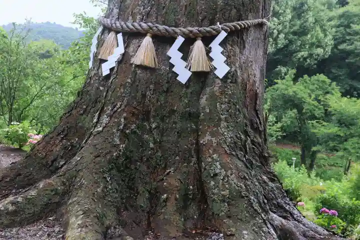 阿久津「田村神社」(郡山市阿久津町)旧社名:伊豆箱根三嶋三社の自然