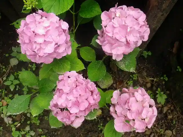 御霊神社の自然