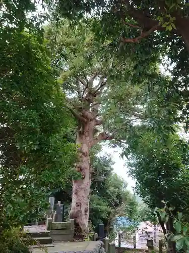 二伝寺（ニ傳寺）の自然