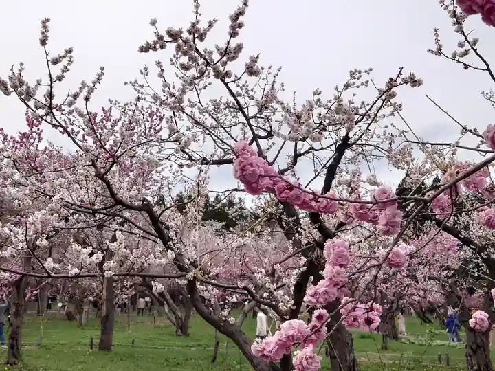 北海道神宮の庭園