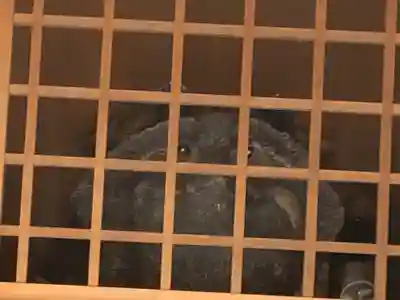 八股榎お袖大明神(愛媛県)