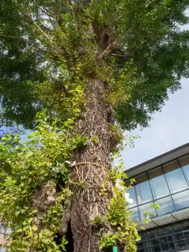 神田神社（神田明神）の自然
