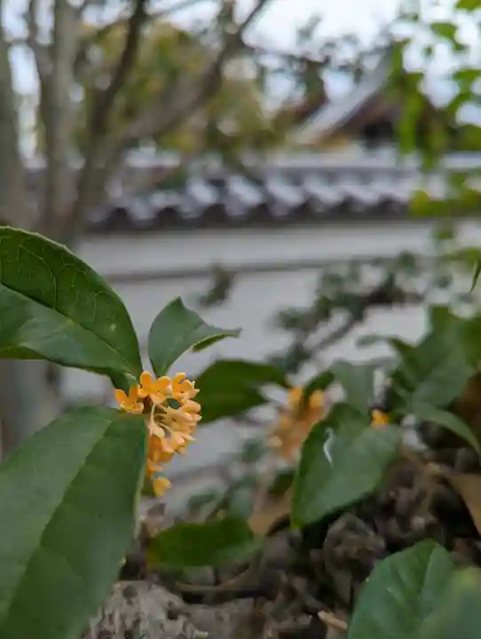 妙蓮寺(京都府)