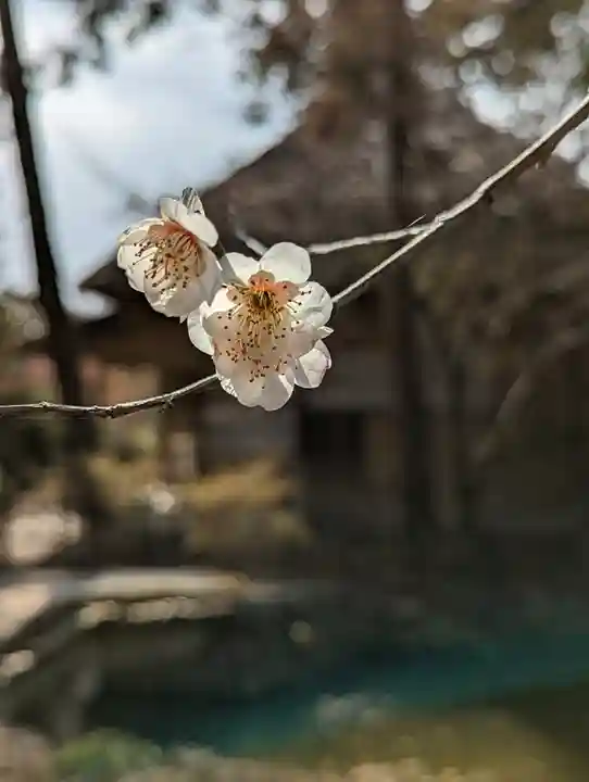 梅宮大社(京都府)