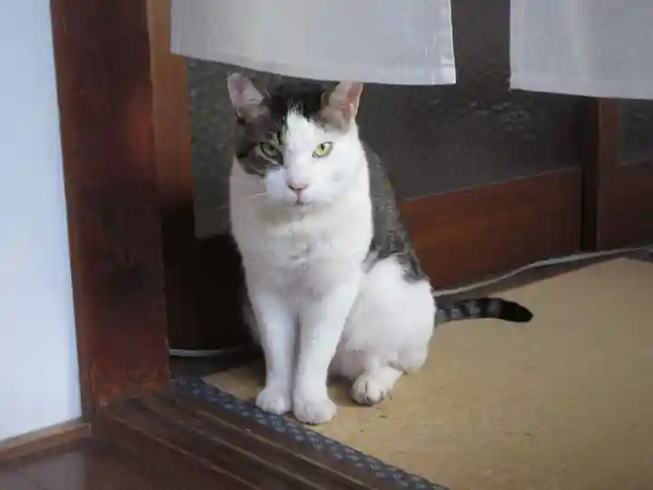 蔵前神社の動物