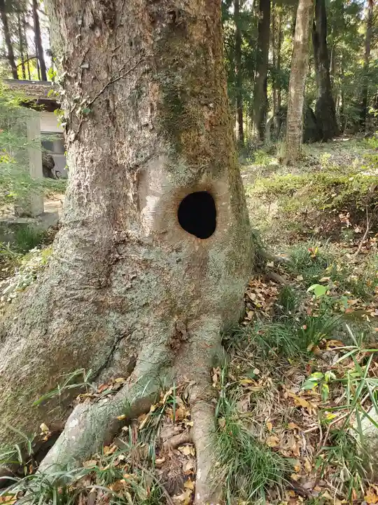 飯名神社の自然