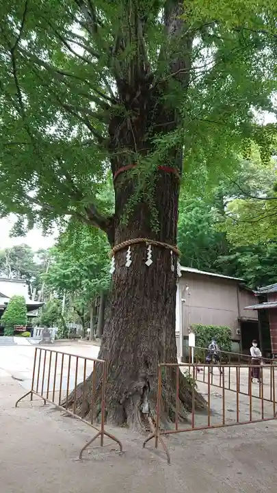 春日部八幡神社の自然