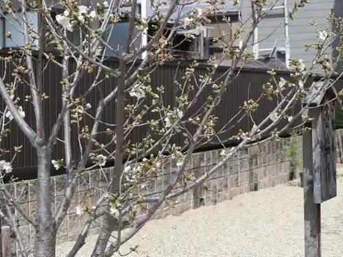 墨染寺（桜寺）(京都府)