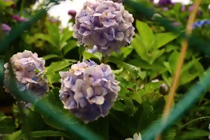 白山神社の自然