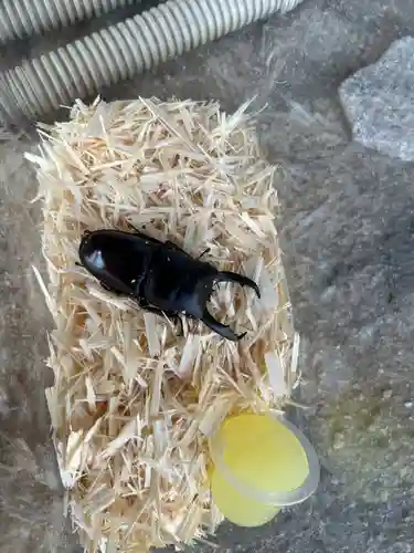 安用寺(愛知県)