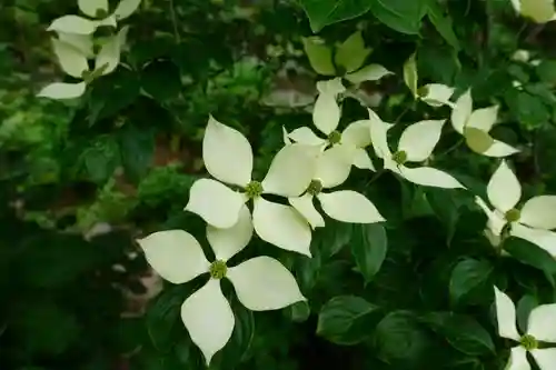 矢田寺の自然