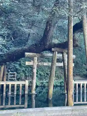 鹿島神宮の鳥居