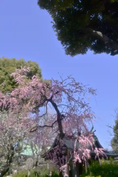 亀戸天神社(東京都)