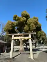 日吉浅間神社(静岡県)