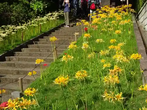 横浜　西方寺の自然