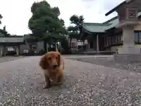 杉杜白髭神社(福井県)