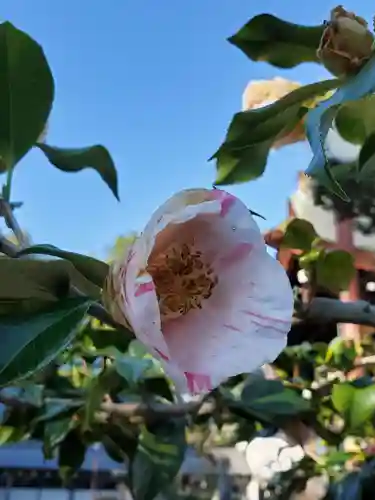 沙沙貴神社(滋賀県)