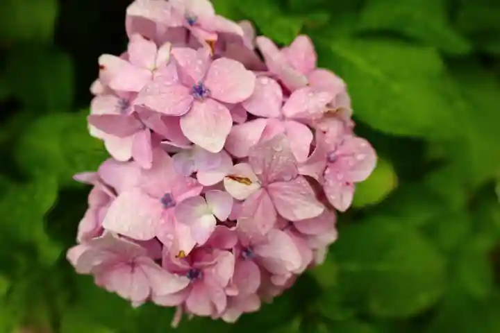 白山神社(東京都)