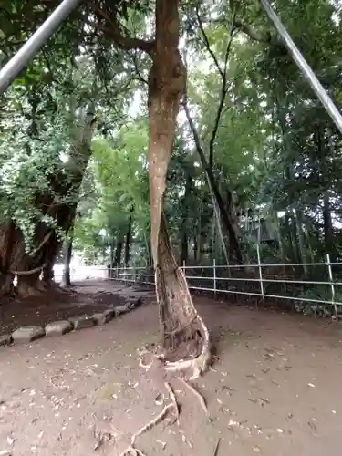 峯ヶ岡八幡神社の自然