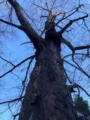 山名八幡宮の自然