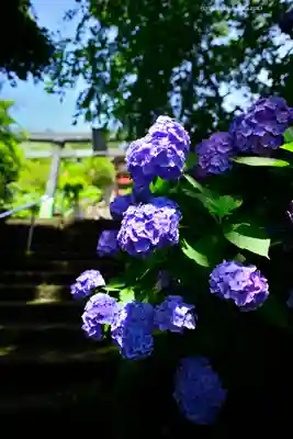 太平山神社(栃木県)