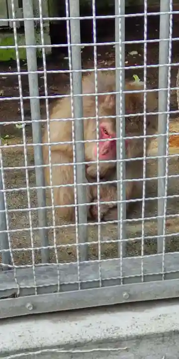 日吉大社(滋賀県)