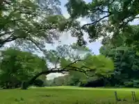 明治神宮の自然