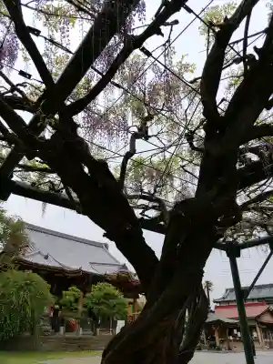 慈恩寺(埼玉県)