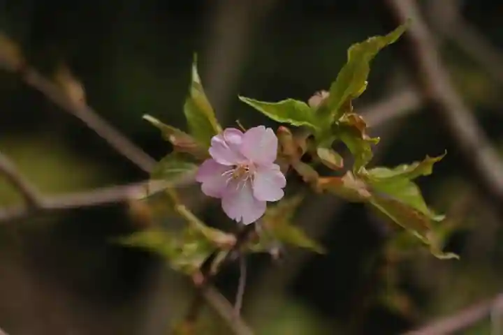 大國主神社の自然