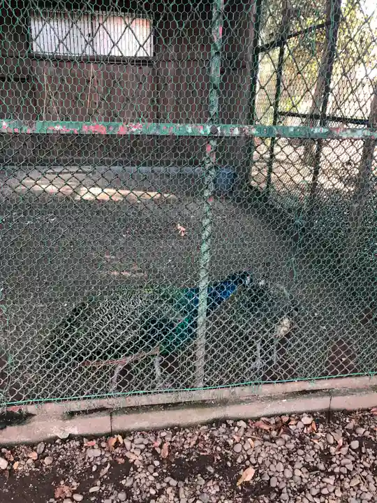 岩槻久伊豆神社の動物